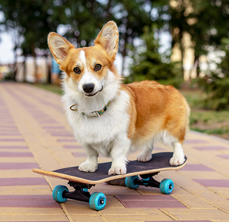 Ein Corgi auf einem Skateboard im Park